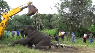 Wildlife officials rush to rescue the injured elephant with the help of a backhoe | Rescue animals