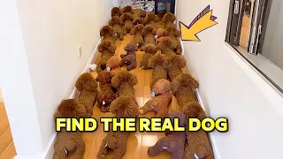 Can you find the real dog?