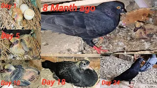 kabutar ka baccha Ande mein Se nikalne ke bad  kitne month baad Ande bache karta hai