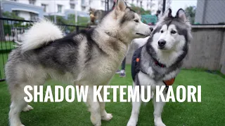 SHADOW KETEMU KAORI THE MALAMUTE