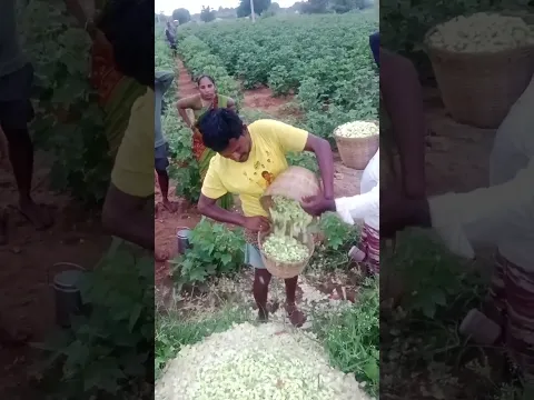 సీడ్ పత్తి
