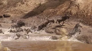 MILLIONS OF WILDEBEESTS CROSSING MARA RIVER, MASAI MARA, KENYA
