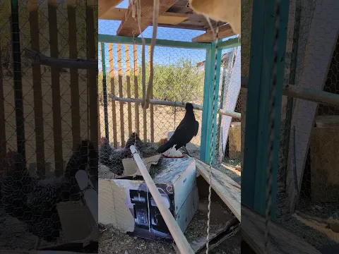 I caught a Raven