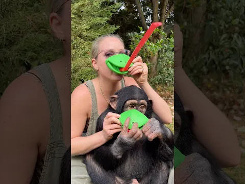 #lol #idk #frog #toy #chimp