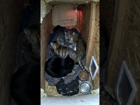 He Shook Water Everywhere… Twice 🐱🌧️
