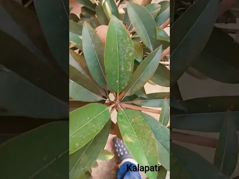 kalapati #2