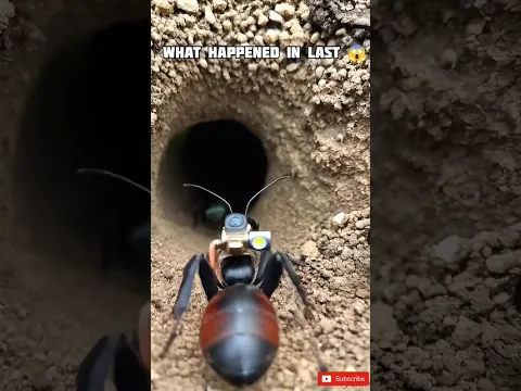 Inside an Ant Colony | Tiny Camera on a Black Garden Ant #shorts #viral #trending