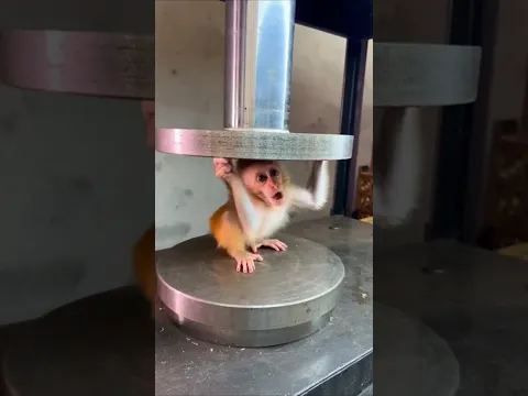 😱 Baby Monkey vs Hydraulic Press #hydraulic #shorts #viral