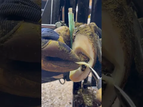 Sometimes you’re just so sure…#shortsfeed #oddlysatisfying #cleaning