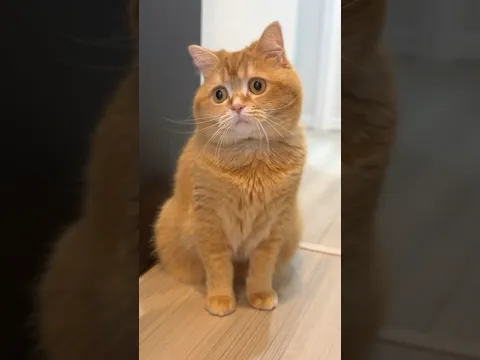 気づいたらボールが手元に戻ってきている理由… #cat #catlover #baby