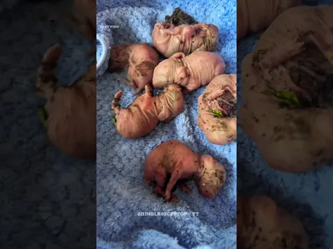 The Girl Who Saved the Baby Bunnies ❤️