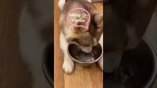 Butin - Vừa là chó, vừa là diễn viên