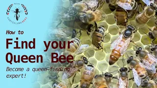 ❓How to Find a Queen Bee