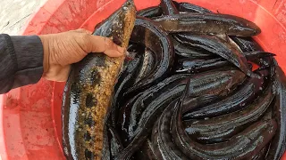 Cắm 47 Cần Câu Dính 8kg Cá Lóc Quá Khủng Khiếp
