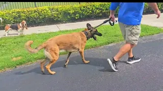 Danger on a leash!  (Belgium Malinois) 