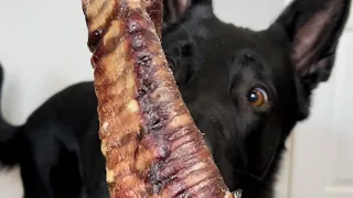 Bison Trachea