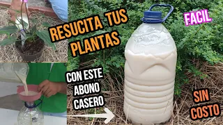 RESUCITA cualquier PLANTA con este ABONO CASERO / Curara plantas ENFERMAS o SECAS | FACIL SIN COSTO.