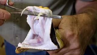 WARNING Gaboon Viper Bites Are DEADLIER Than You Think