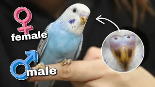 How to Tell if Your Budgie is Male or Female (and How Old!)