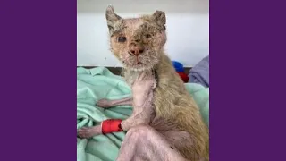 Gato Eliseu Abandonado pela Família, Definhou no Telhado Tomando Sol e Chuva Por Dias!