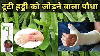 घर पर ही हड‍्डियों को जोड़ देता हैं ये पौधा, जान‍िए कैसे करता है काम