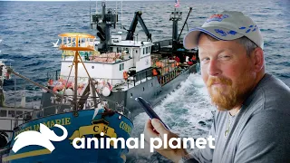 Tripulação do Time Bandit enfrenta a do Cornelia Marie | Pesca Mortal | Animal Planet Brasil