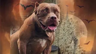 Pitbull monster big #lekthebestkennel