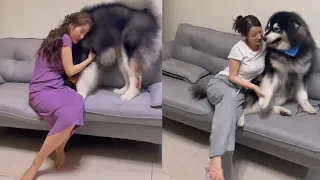 倔强的小狗，每天都要抱抱，你觉得他像个小孩子吗?    #阿拉斯加