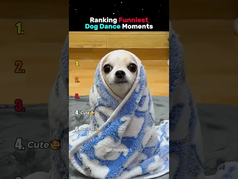 Ranking Funniest Dancing Dog Moments