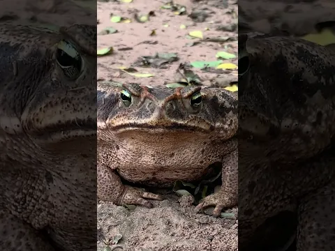 Kururu más cerca imposible!