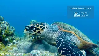 Turtle Explorer on a Yacht | Maldives Tours & Excursions | Meeru Island Resort & Spa