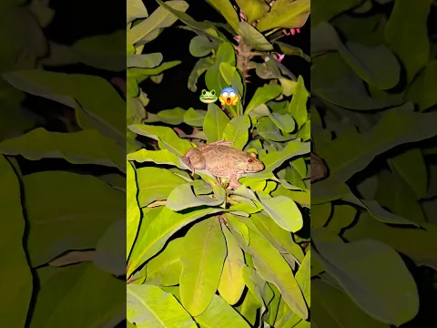 🤏help Frog 🐸 #frog ##dogs #insects #nature #cartoon ##india #shortvideo