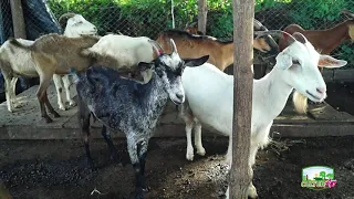 Lo que debes saber sobre el alimento para cabras