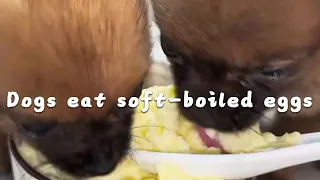 Dog eating soft-boiled eggs #cutepet #dog