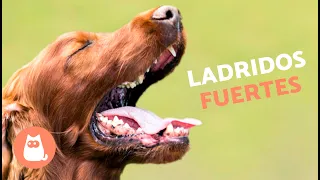 Perros LADRANDO FUERTE 🐶🔊 (Mira cómo REACCIONA tu PERRO)