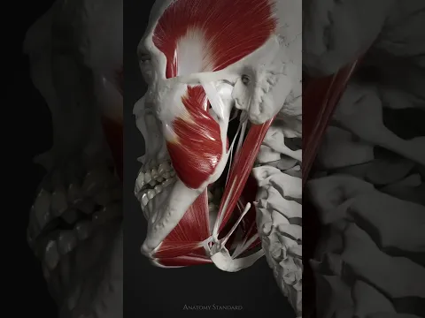 The suprahyoid muscle group
