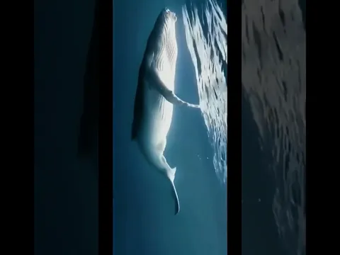 لا اله الا الله