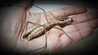 내가 키우던 애완 사마귀가 결국 세상을 떠났습니다. 키위야, 안녕..