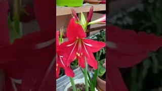 Соволга жовоп