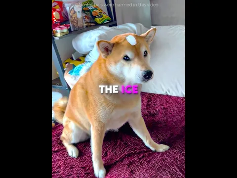 These Owners TESTED Ice Cube On Their Dogs 🐶♥️