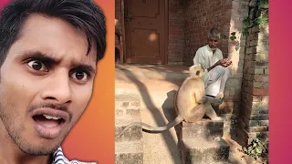 Monkey has come in my village for food