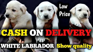 White labrador || Show quality labrador puppies for sale || Cash on delivery