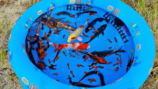 Mancing Ikan Hias Dikolam, Ikan Koi, Cupang, Ikan Laut, Kura Kura Asli, Bebek, Angsa, Buaya, Part264