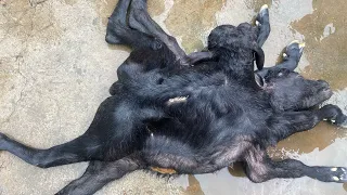 Dystocia l difficulty in birth l kathin prasav l uterine torsion l dr umar khan