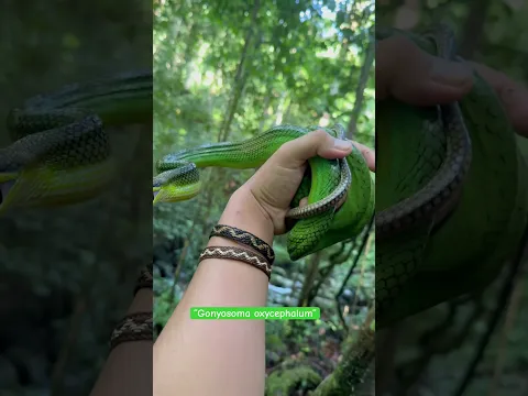 Almost get bit #anakhutan #gonyosoma #diazborneo