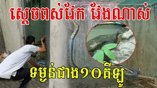 ស្តេចពស់វែកកម្របានឃើញណាស់ ប្រវែងជាង៤ម៉ែត្រ ទម្ងន់លើស១០គីឡូក្រាម