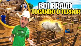 BOI BRAVO ATERRORIZA OS PEÕES NO LEILÃO