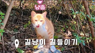 새끼 길냥이가 집 앞에 찾아왔어용 ~ 시골생활 라이프💛