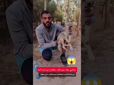 جزائري ينقد جرو تعلب عطشان من شدة الحر #الجزائر