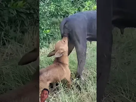 Wow dog and dog 🐕 small and Big so cute 🥰 animals video short￼
